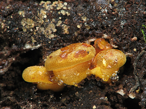 pňovka neskorá Sarcomyxa serotina (Pers.) P. Karst.