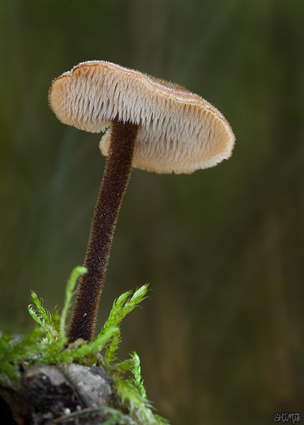 lopatovka obyčajná Auriscalpium vulgare Gray