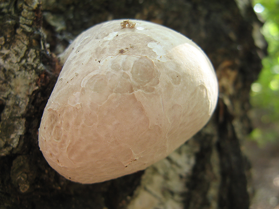 brezovník obyčajný Fomitopsis betulina (Bull.) B.K. Cui, M.L. Han & Y.C. Dai