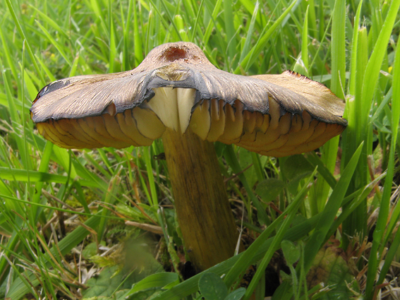 lúčnica kužeľovitá Hygrocybe conica (Schaeff.) P. Kumm.