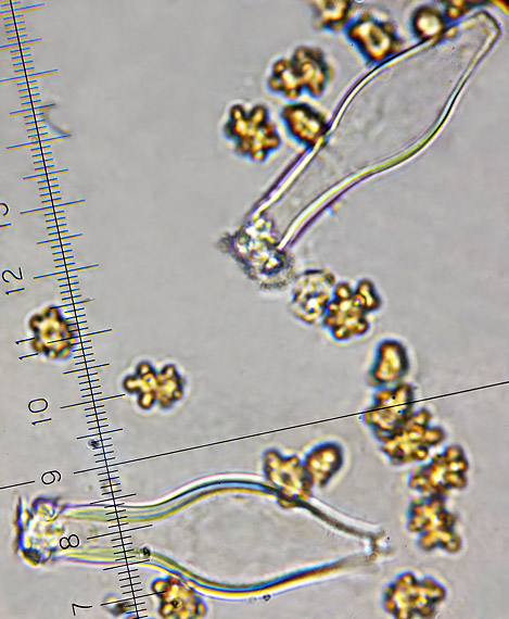 vláknica obrúbená Inocybe mixtilis (Britzelm.) Sacc.