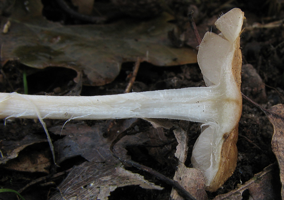 vláknica obrúbená Inocybe mixtilis (Britzelm.) Sacc.