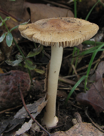 vláknica obrúbená Inocybe mixtilis (Britzelm.) Sacc.