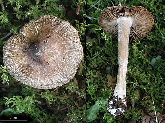 vláknica Inocybe sp.