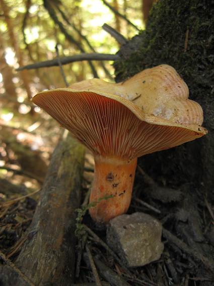 rýdzik pravý Lactarius deliciosus (L.) Gray