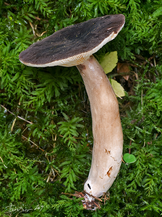 rýdzik sadzový Lactarius picinus Fr.