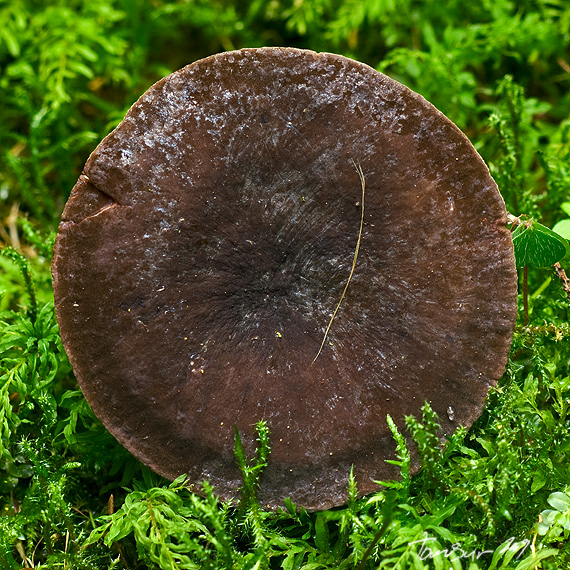 rýdzik sadzový Lactarius picinus Fr.