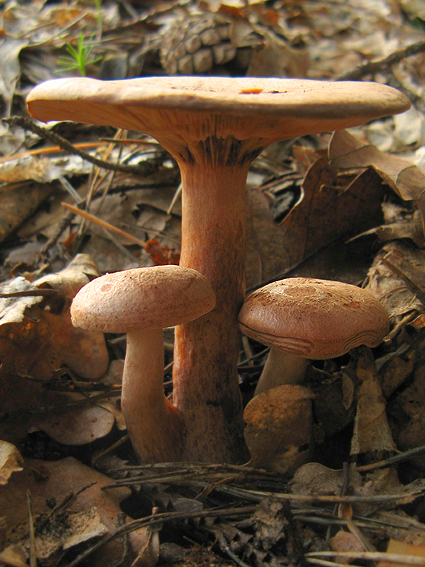 rýdzik Lactarius sp.