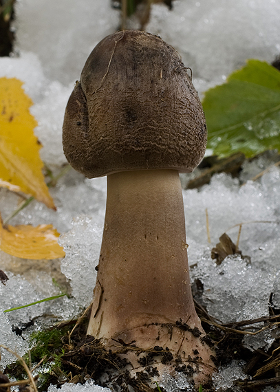 bedľa  Macrolepiota sp.