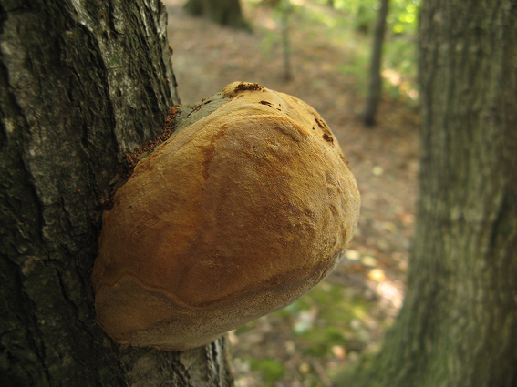 ohňovec slivkový Phellinus pomaceus (Pers.) Maire