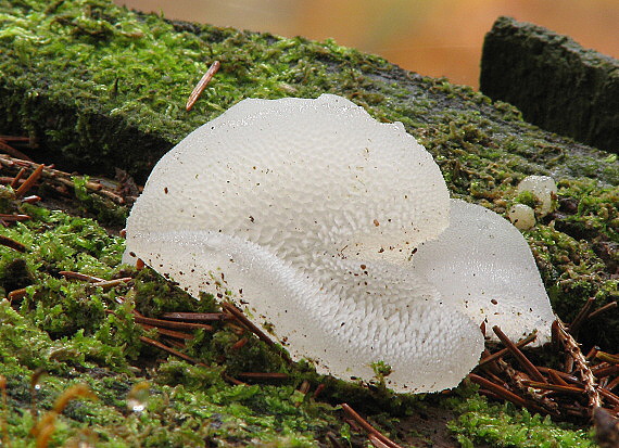 pajelenka želatínová Pseudohydnum gelatinosum (Scop.) P. Karst.