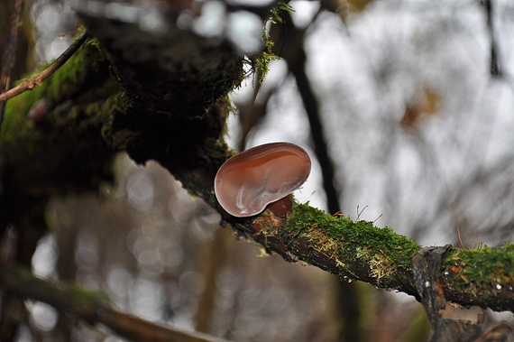 uchovec bazový Auricularia auricula-judae (Bull.) Quél.