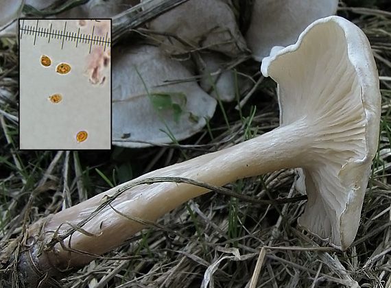 strmuľka pásikavá Clitocybe rivulosa (Pers.) Fr.