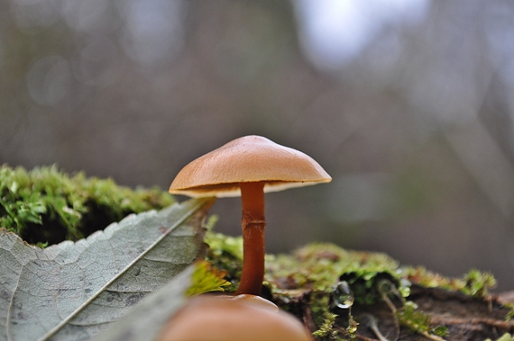 kapucňovka okrovohnedastá Galerina marginata (Batsch) Kühner