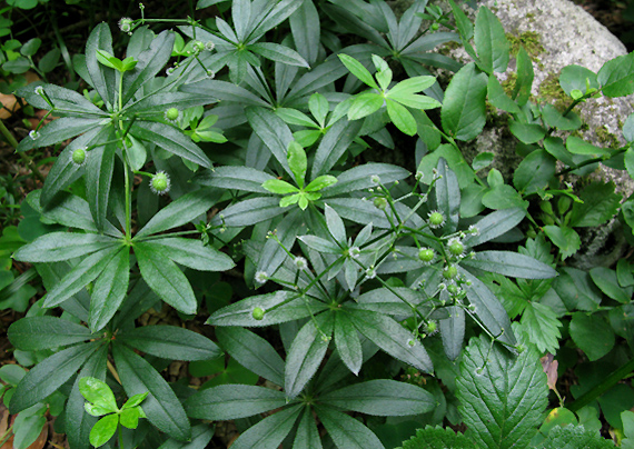 lipkavec marinkový Galium odoratum (L.) Scop.