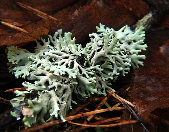 diskovka bublinatá Hypogymnia physodes (L.) Nyl.