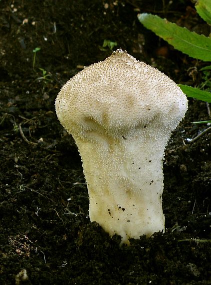 prášnica bradavičnatá Lycoperdon perlatum Pers.