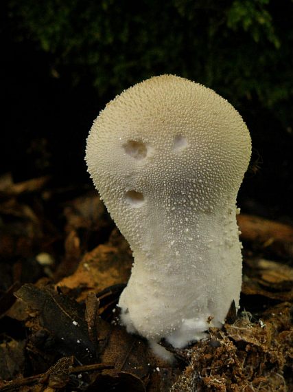 prášnica Lycoperdon sp.