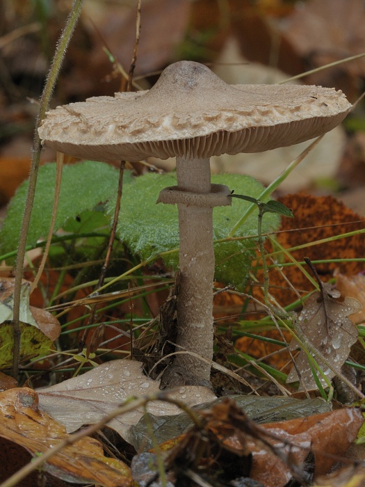 bedľa štíhla Macrolepiota mastoidea (Fr.) Singer