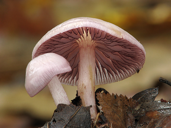 prilbička zúbkovaná Mycena pelianthina (Fr.) Quél.