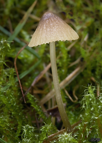 prilbička Mycena sp.