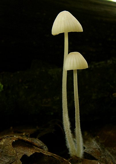 prilbička Mycena sp.