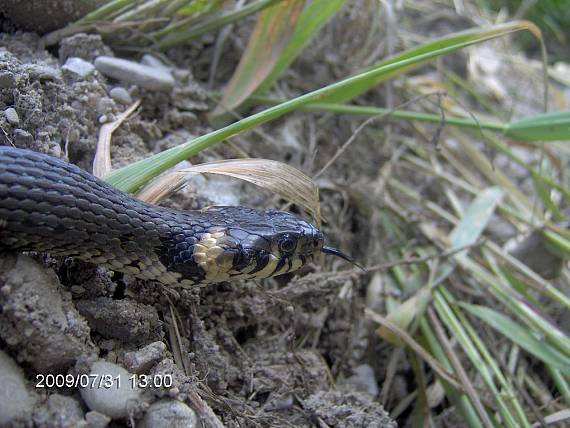 užovka obyčajna Natrix natrix