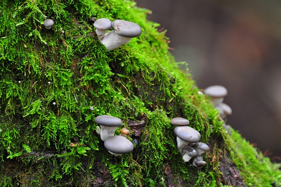 hliva ustricovitá Pleurotus ostreatus (Jacq.) P. Kumm.