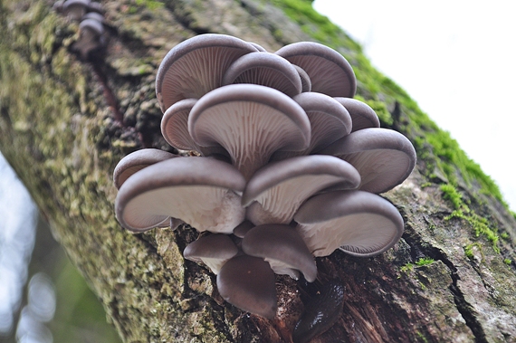 hliva ustricovitá Pleurotus ostreatus (Jacq.) P. Kumm.