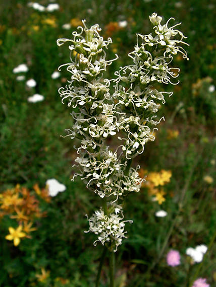 silenka Silene sendtneri Boiss., 1867