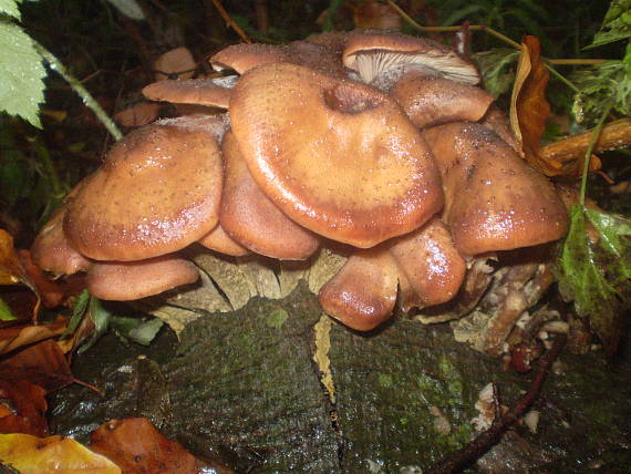 podpňovka Armillaria sp.