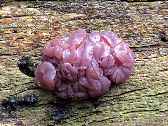 vrtidlovka mäsitá-čihovitka masová Ascocoryne sarcoides (Jacq.) J.W. Groves & D.E. Wilson