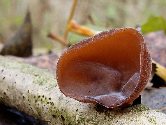 uchovec bazový Auricularia auricula-judae (Bull.) Quél.