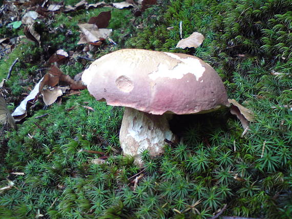 hríb kráľovský? Boletus regius? Krombh.1832