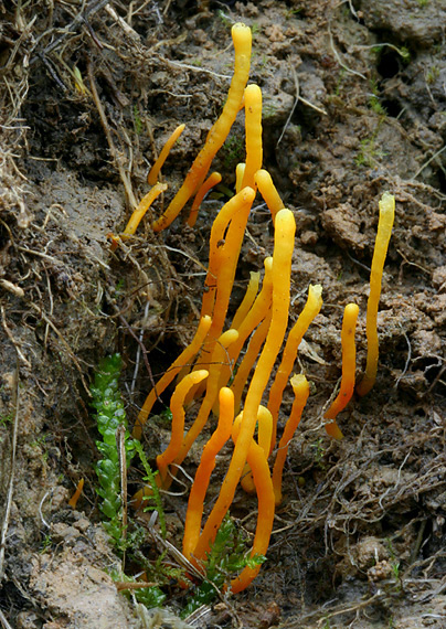 pakonárovka Clavulinopsis sp.