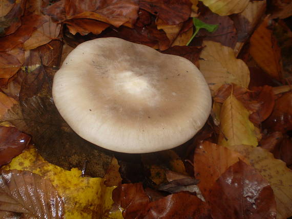 strmuľka inovaťová Clitocybe nebularis (Batsch) P. Kumm.