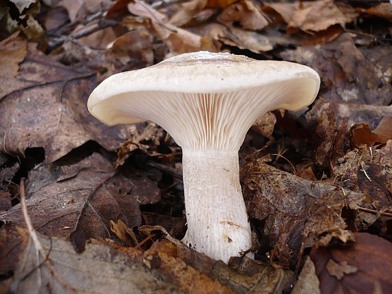 strmuľka inovaťová Clitocybe nebularis (Batsch) P. Kumm.