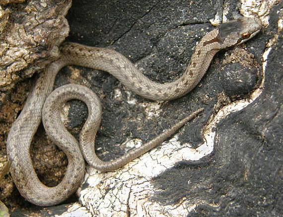 užovka hladká Coronella austriaca