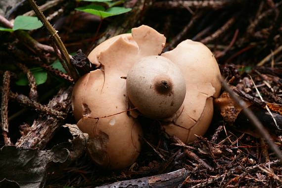 hvězdovka brvitá ? Geastrum fimbriatum?