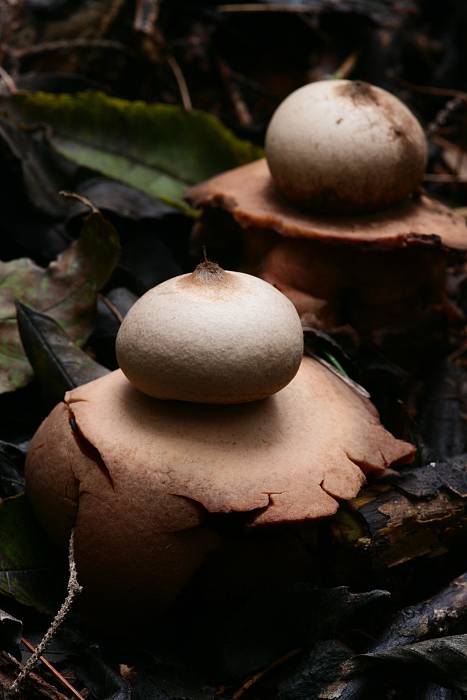 hvězdovka brvitá ? Geastrum fimbriatum?