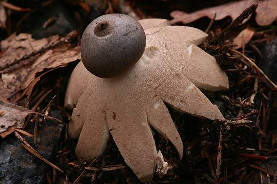 hvězdovka brvitá ? Geastrum fimbriatum?