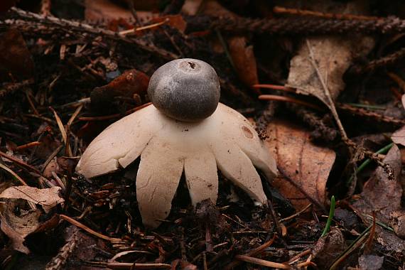 hvězdovka brvitá ? Geastrum fimbriatum?