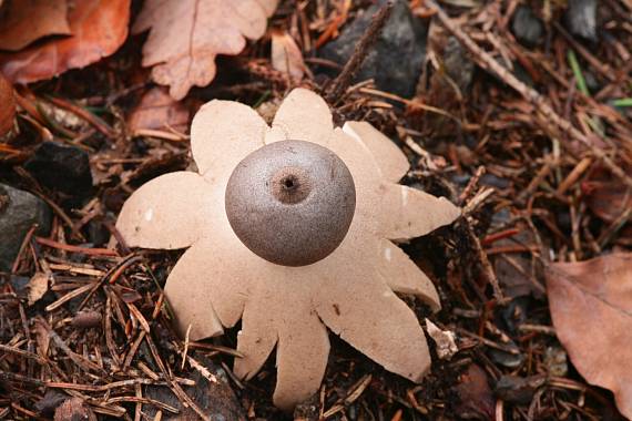 hvězdovka brvitá ? Geastrum fimbriatum?