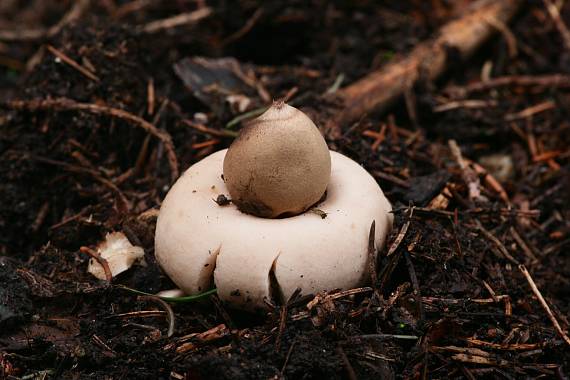 hvězdovka brvitá ? Geastrum fimbriatum?