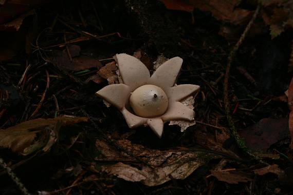 hvězdovka brvitá ? Geastrum fimbriatum?