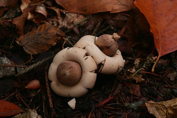 hvězdovka brvitá ? Geastrum fimbriatum?