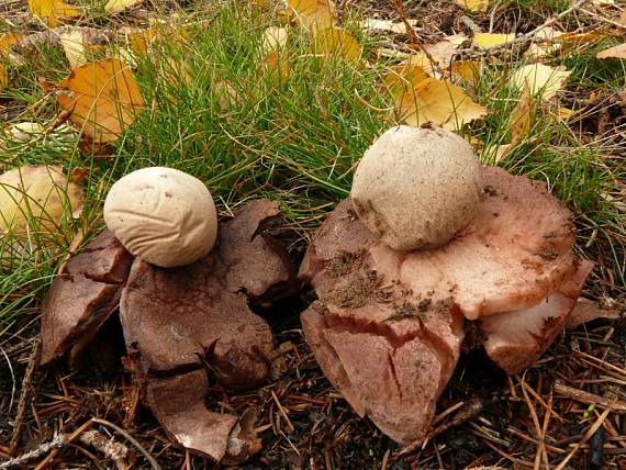 hvězdovka červenavá - Hviezdovka červenkastá Geastrum rufescens  Pers.