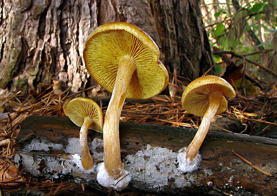 šupinovec nevoňavý Gymnopilus penetrans (Fr.) Murrill