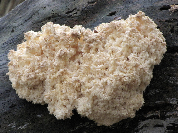 koralovec bukový-korálovec bukový Hericium coralloides (Scop.) Pers.
