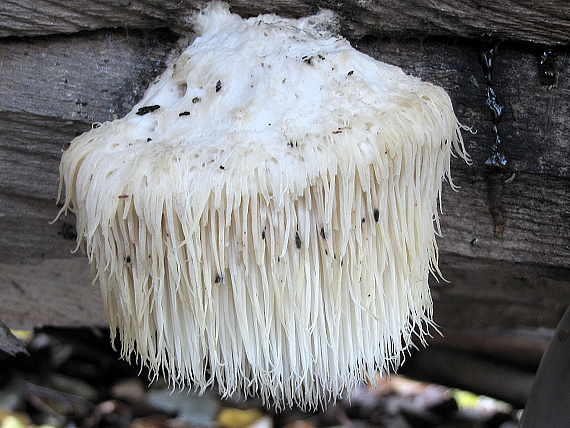 koralovec ježovitý-korálovec ježatý Hericium erinaceus (Bull.) Pers.